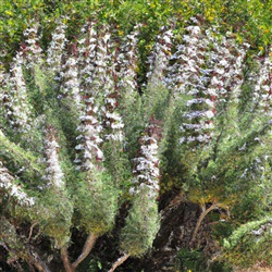 Ontdek de verborgen schatten van de lokale flora in Algarve